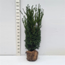 Idegran Taxus Media 'Hillii' 140-160 cm, Rotklump