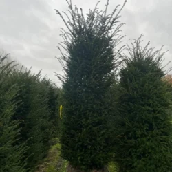 Idegran Taxus Media 'Hillii' 160-180 cm, Rotklump