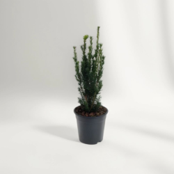 Idegran Taxus Media 'Hillii' 20-40 cm, Kruka
