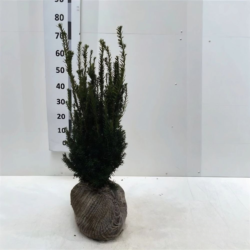 Idegran Taxus Media 'Hillii' 60-80 cm, Rotklump