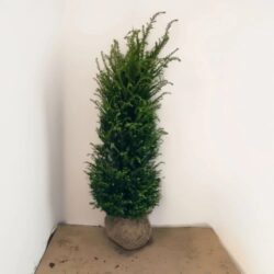 Idegran Taxus baccata 175-200 cm, Rotklump