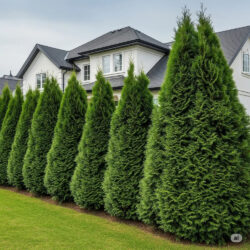 Premium Thuja Smaragd – Tät och vintergrön häckplanta för insynsskydd.