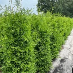Thuja Brabant – Rotklump