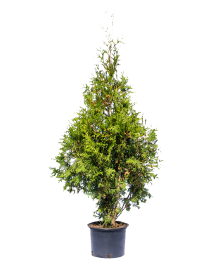 Välj thujahäck brabant